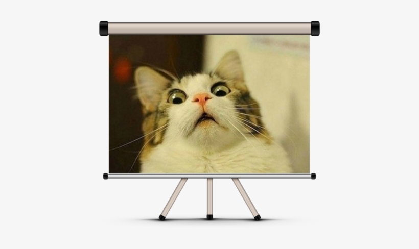 “best Cat Video” & “best Cat Picture” Contest - Funny Cat Face Meme, transparent png #2165978