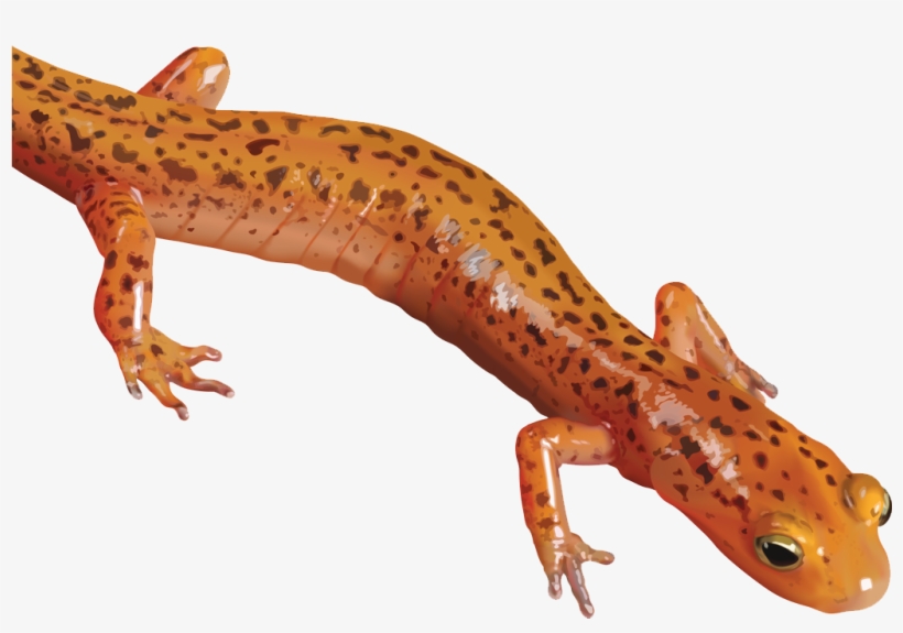 Salamander Png Clipart - Red Salamander Transparent Background, transparent png #2166064