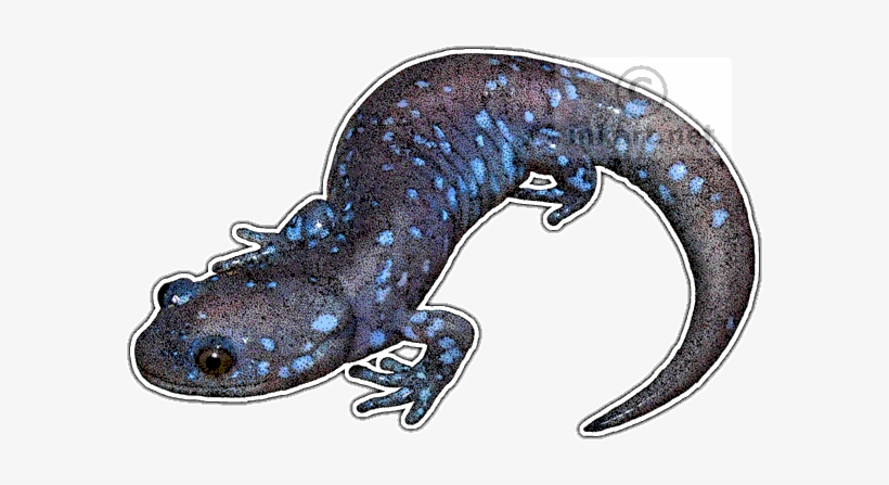 Newt Drawing Salamander Graphic Black And White Blue Spotted Salamander Png Free Transparent Png Download Pngkey