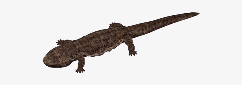 Salamander - Chinese Giant Salamander Png, transparent png #2166103
