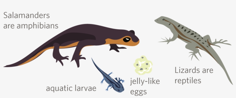 But Salamanders, Frogs And Other Amphibians, With Their - Inaturalist, transparent png #2166162