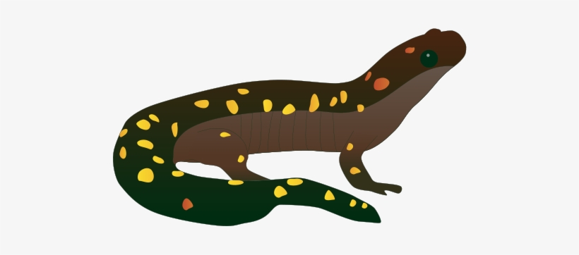 Amphibian Drawing Salamander Vector Transparent Download - Spotted Salamander Drawing, transparent png #2166205