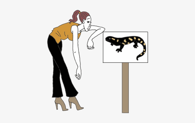 Salamander - Clip Art, transparent png #2166227