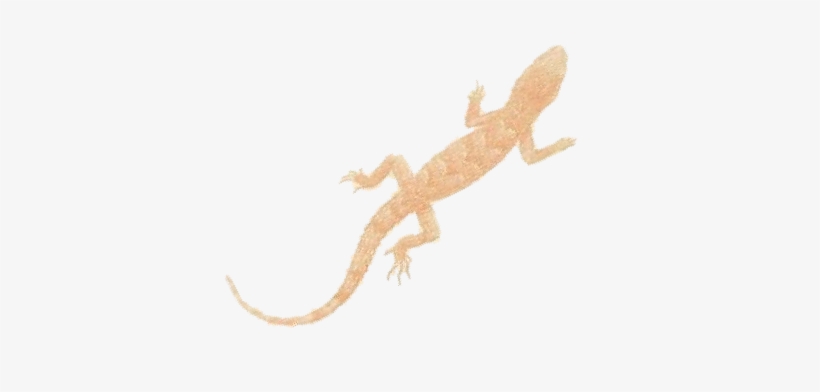 House Gecko, transparent png #2166229