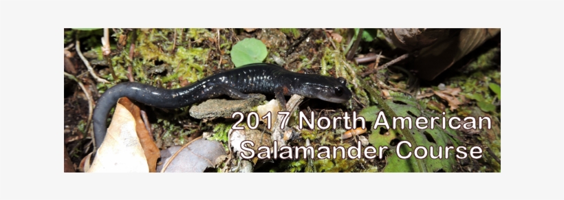 2017 Salamander Course En, transparent png #2166250