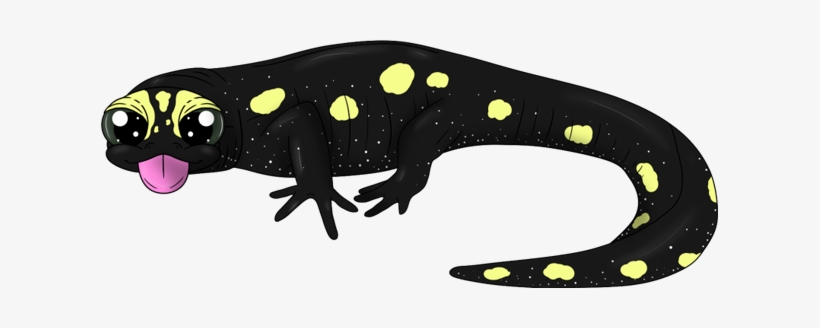 Sizzling Spotted Salamander - Spotted Salamander, transparent png #2166295