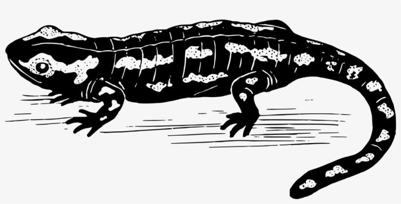 Salamander - Salamander Clipart Black And White, transparent png #2166420