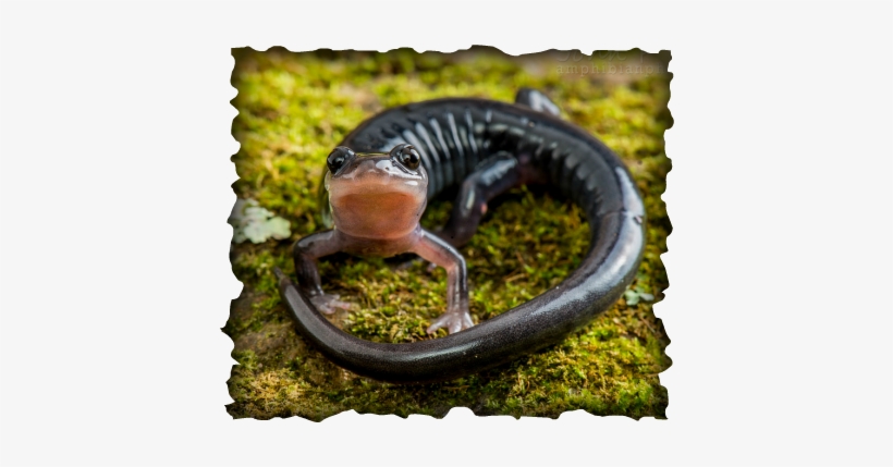South Mountain Gray-cheeked Salamander - South Mountain Gey Cheeked Salamander, transparent png #2166462