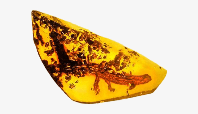 Download - Salamanders In Folklore, transparent png #2166527