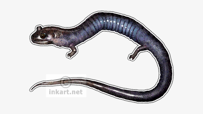 Red Hills Salamander Decal - Red Hills Salamander Png, transparent png #2166646