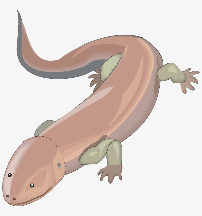 Free To Use & Public Domain Salamander Clip Art - Chinese Giant Salamander Clipart, transparent png #2166760