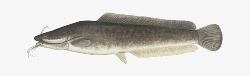 Clarias Gariepinus, transparent png #2166864