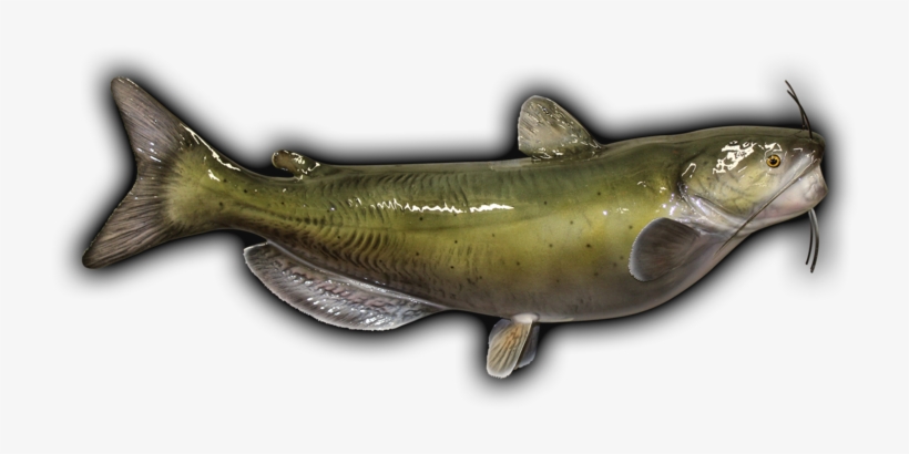 Channel Catfish Fish Mount - Channbel Catfish Mount, transparent png #2166886