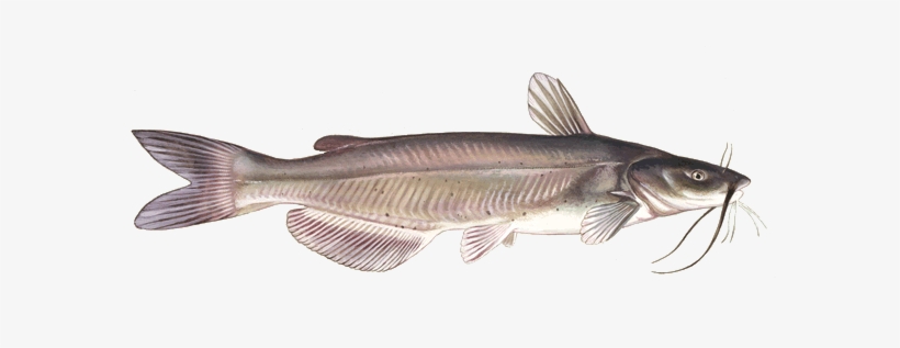 Cat Fish, transparent png #2166929