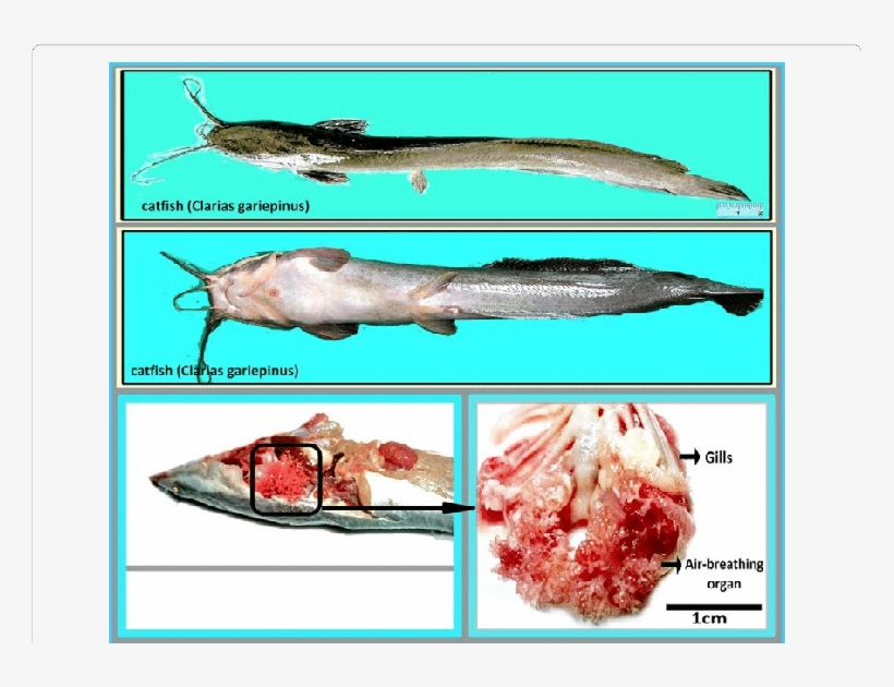 Dissection Of Air-breathing Organ From Catfish - Catfish Breathing Organ, transparent png #2167285