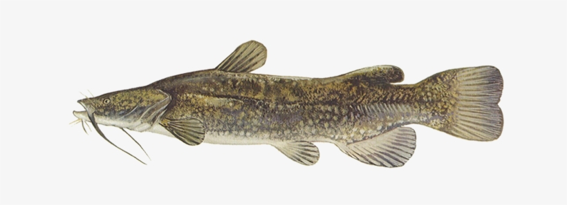 Flathead Catfish - سمك القد, transparent png #2167286