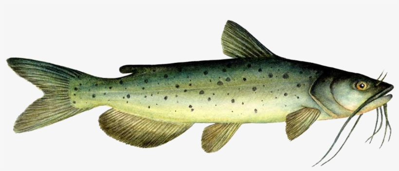 Channel Catfish, transparent png #2167432