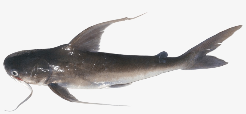 Catfishing We're You Caught Or Did You Get - Žralok Ostnatý, transparent png #2167447