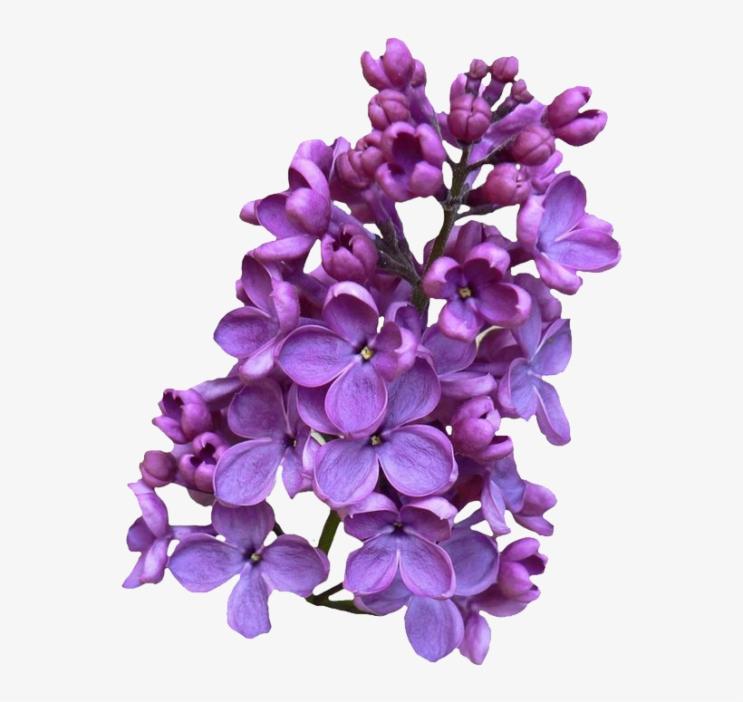 Download Png Image - Lilac Png, transparent png #2169648