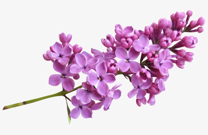 Lilac Png Image - Lavender, transparent png #2169670
