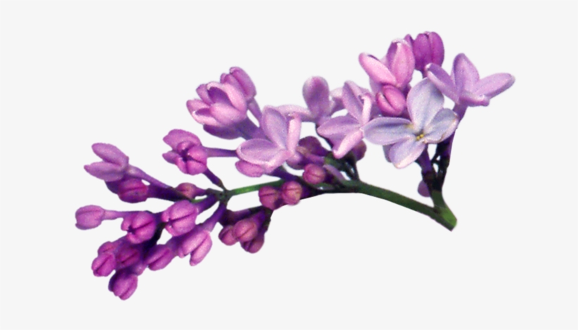 Lilac Png File - Lilac Png, transparent png #2169790