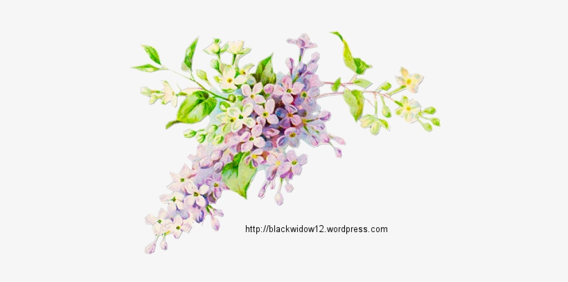 Lilac No Drop Shadow - Vintage Illustration Blue Flowers, transparent png #2169935