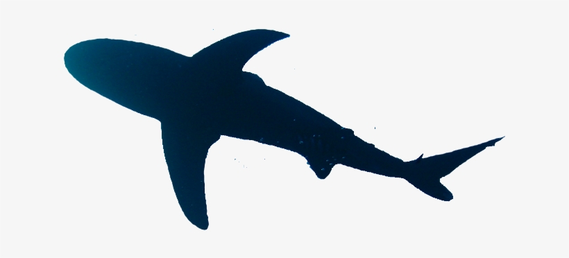 Breaching Fin Graphics Header Logo Shark Silloutte - Shark From Above Png, transparent png #2170102