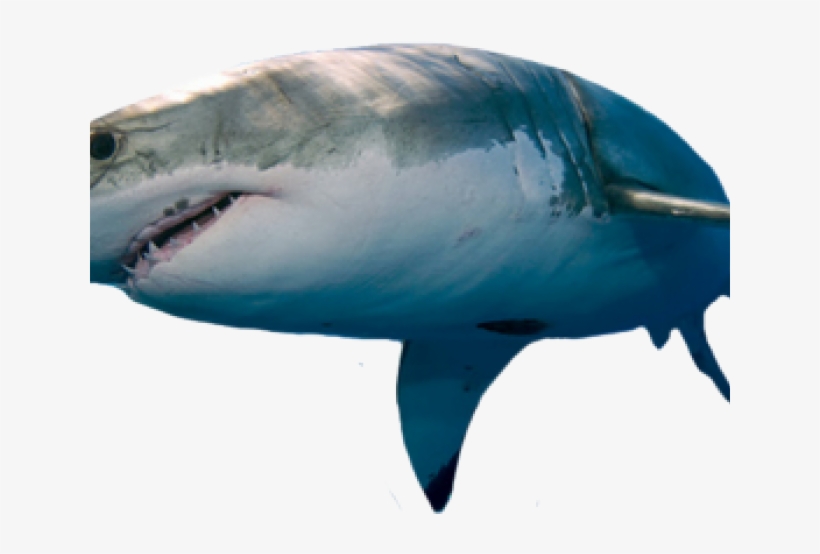 Shark Png Transparent Images - Great White Sharks, transparent png #2170156