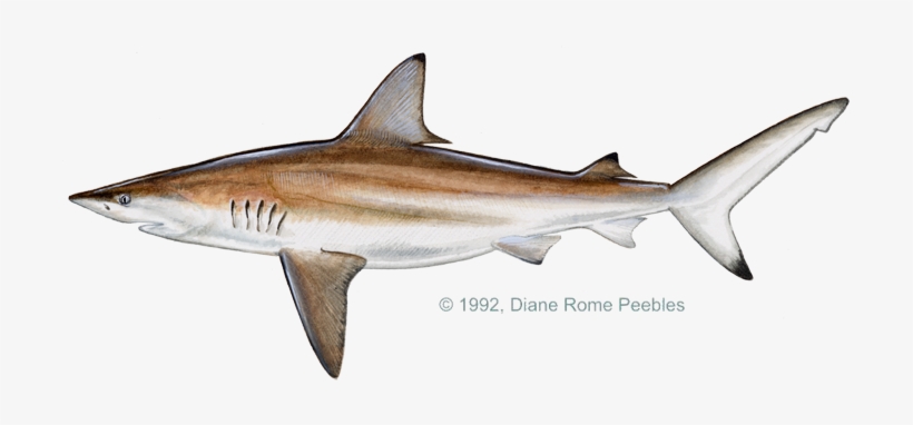 All-tackle World Records - Black Tip Shark Fish, transparent png #2170211