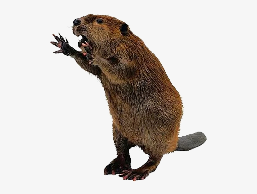 Free Beaver Pngs - Beaver Png, transparent png #2170275