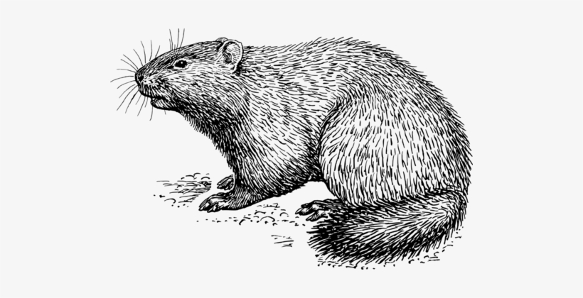 Rat Groundhog Day Beaver Drawing - Groundhog Black And White, transparent png #2170411