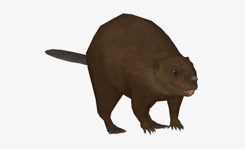 Eurasian Beaver - Punxsutawney Phil, transparent png #2170437