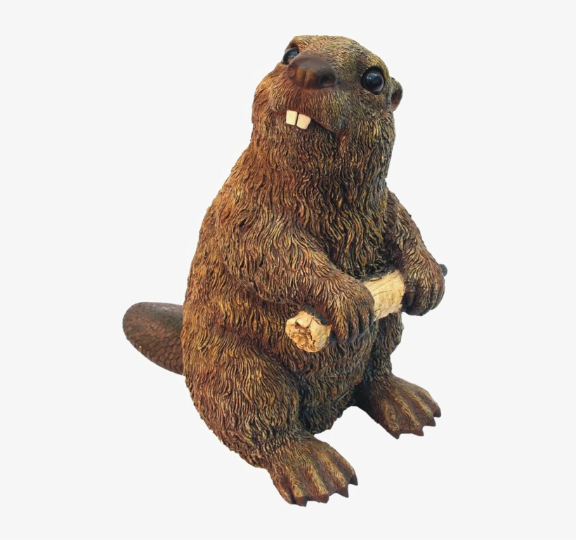 Beaver Png High-quality Image - Michael Carr 609031 Beaver Medium 4.5x7.8x7.8 In, transparent png #2170563