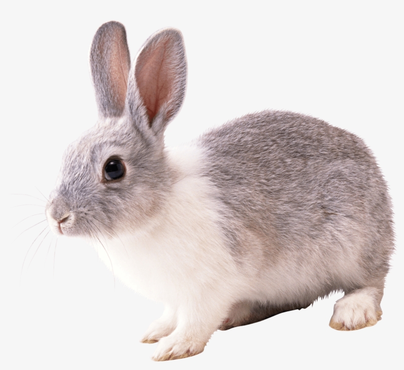 Gray And White Rabbit Png Image - Rabbit Png, transparent png #2171104