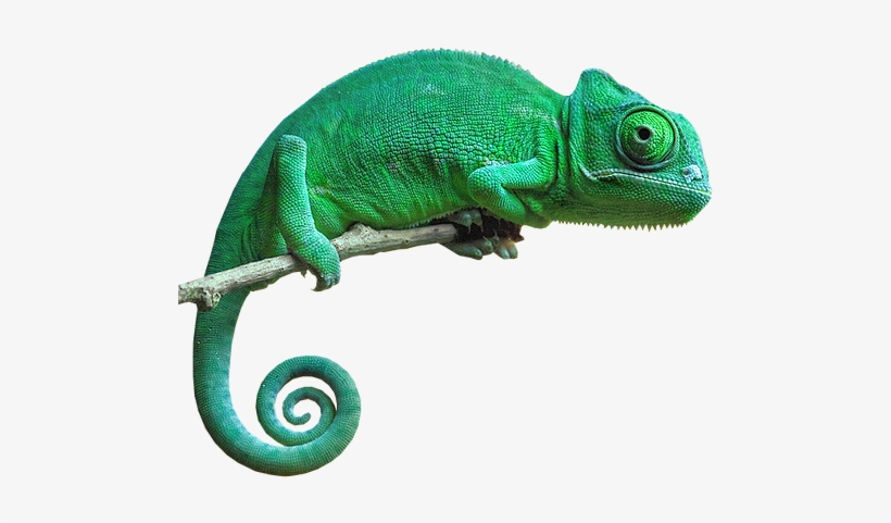 Chameleon Png Pic - Chameleon Png, transparent png #2171407