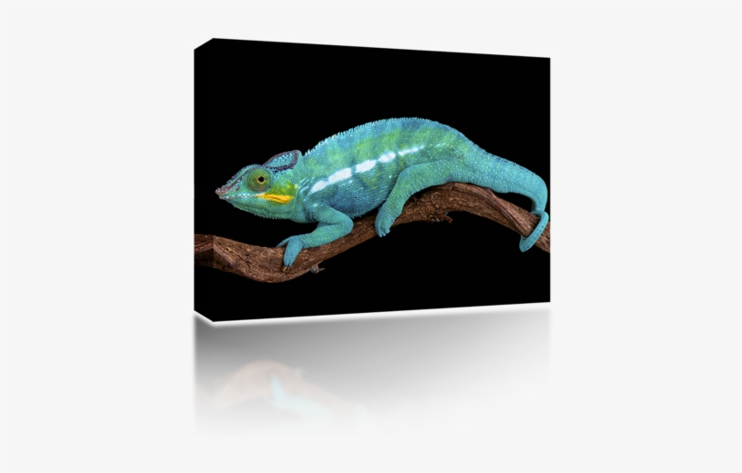 Chameleon - Chameleon Swimming, transparent png #2171614