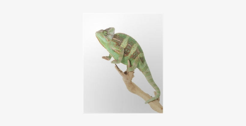 Green Iguana, transparent png #2171679
