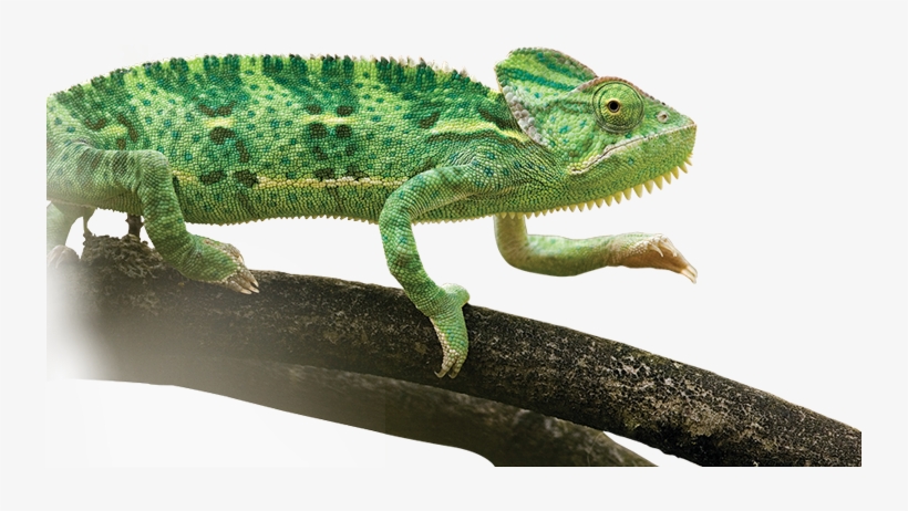 Light - Common Chameleon, transparent png #2171768