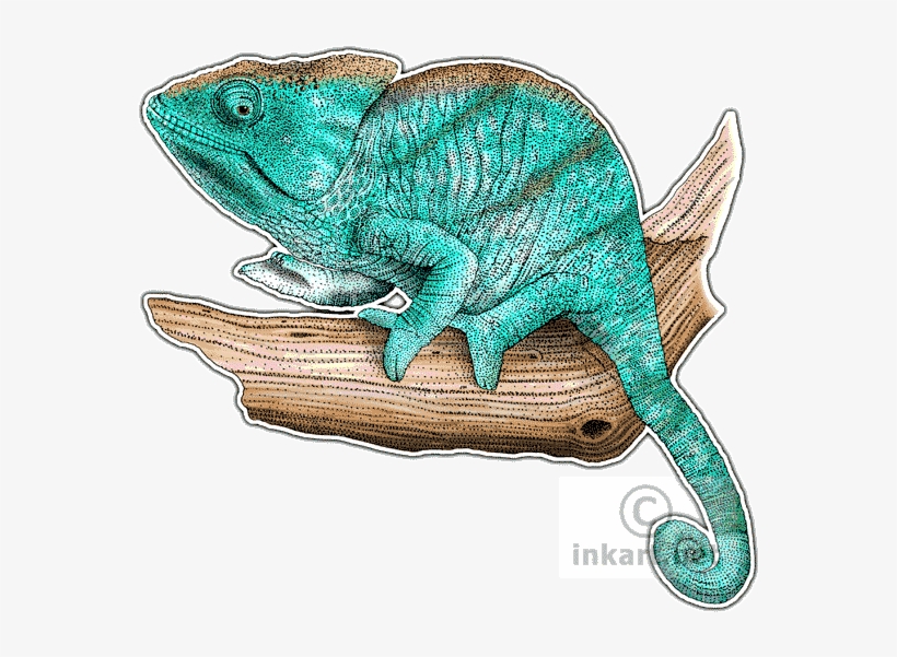 Parsons Chameleon Decal - Drawing, transparent png #2171795