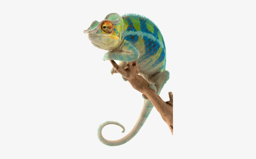Adaptive Marketing Platform - Pet Reptile, transparent png #2172320