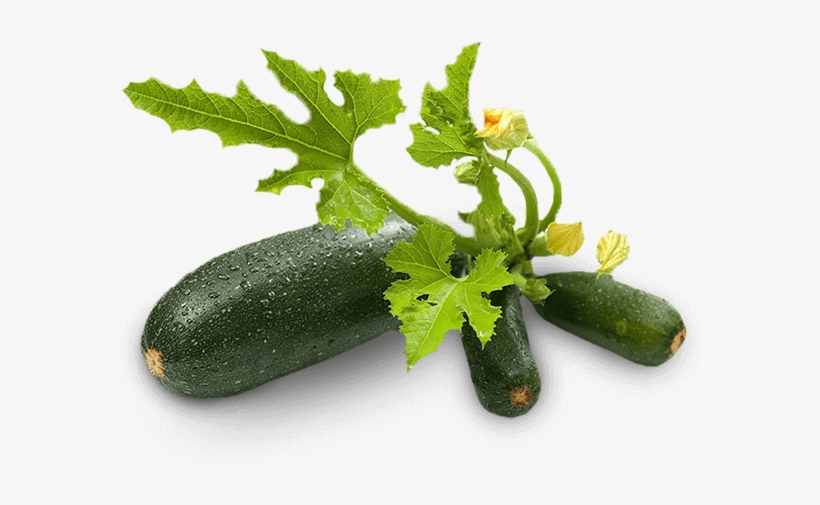 Zucchini Free Transparent Png Download Pngkey