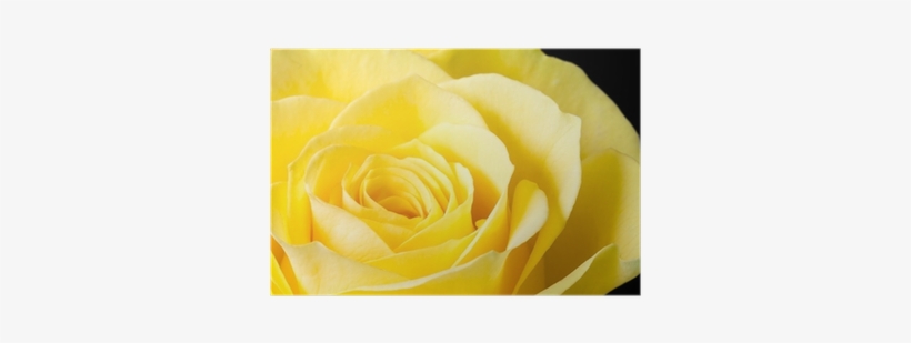 Floribunda, transparent png #2174618