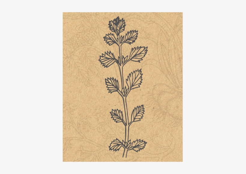 Jmg Herbs Lemonbalm, transparent png #2175150