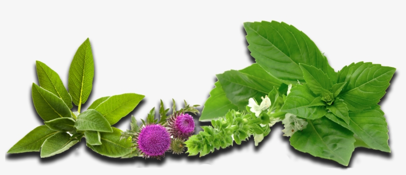 Herbs - Brom Ex Foamer (50 Ml), transparent png #2175316