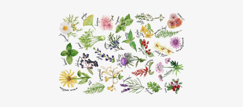 Plants And Herbs Alphabet Tea Towel Fabric By Thekindredpines - Tea, transparent png #2175317