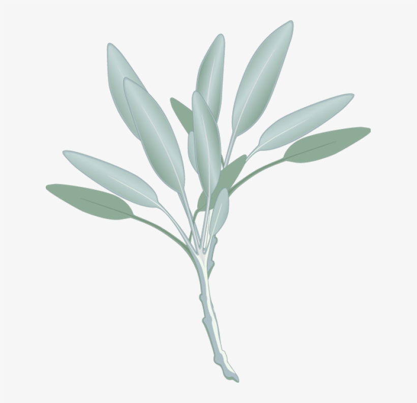 Png Transparent Stock Graphic Design Pinterest Herbs - Sage Clipart, transparent png #2175338