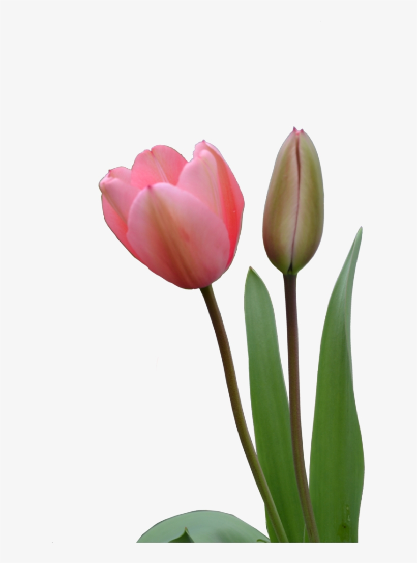 Download Amazing High-quality Latest Png Images Transparent - Pink Tulips Png, transparent png #2177988