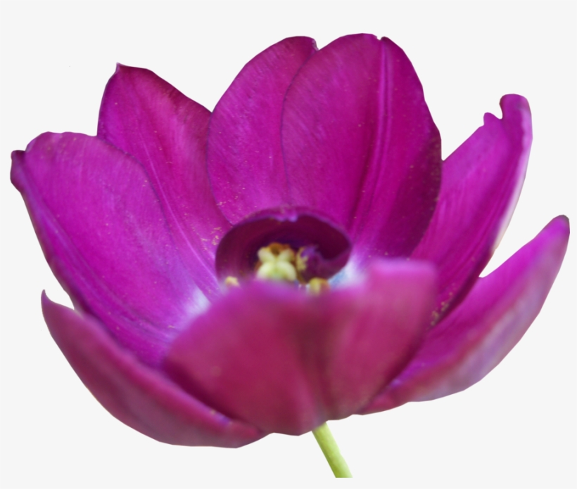 Tulip Png Pic - Flower, transparent png #2178156