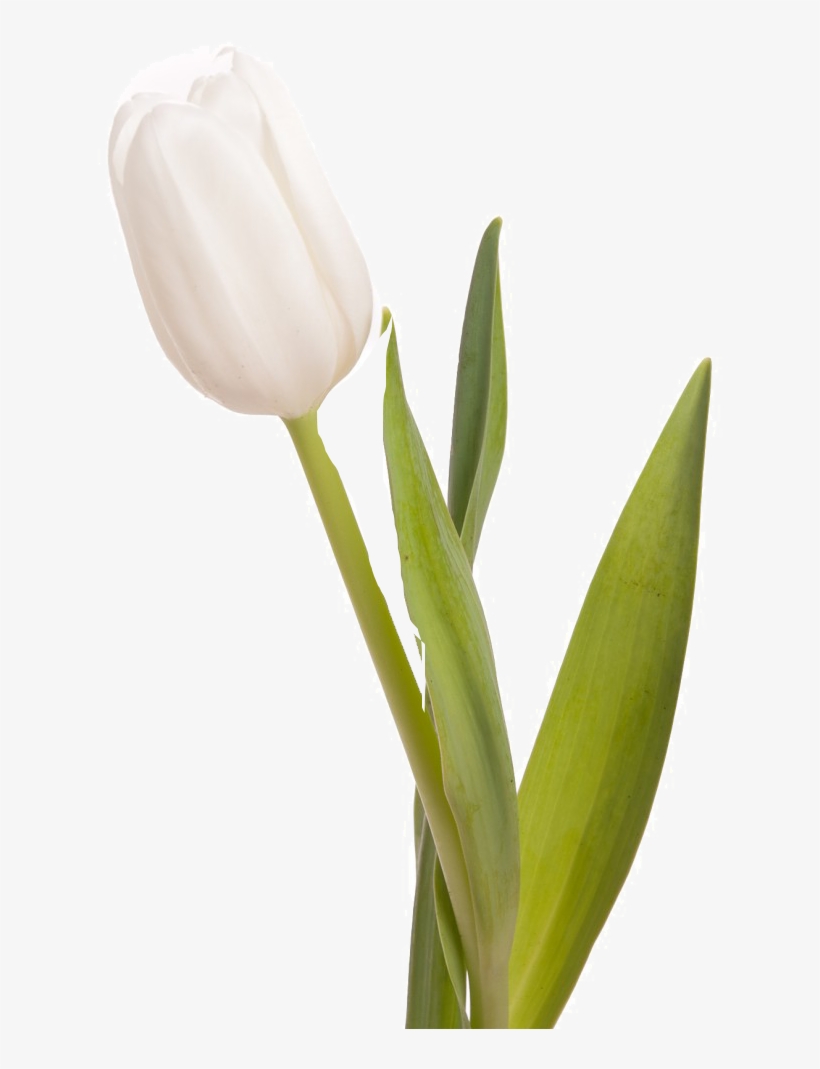 White Tulips, transparent png #2178199