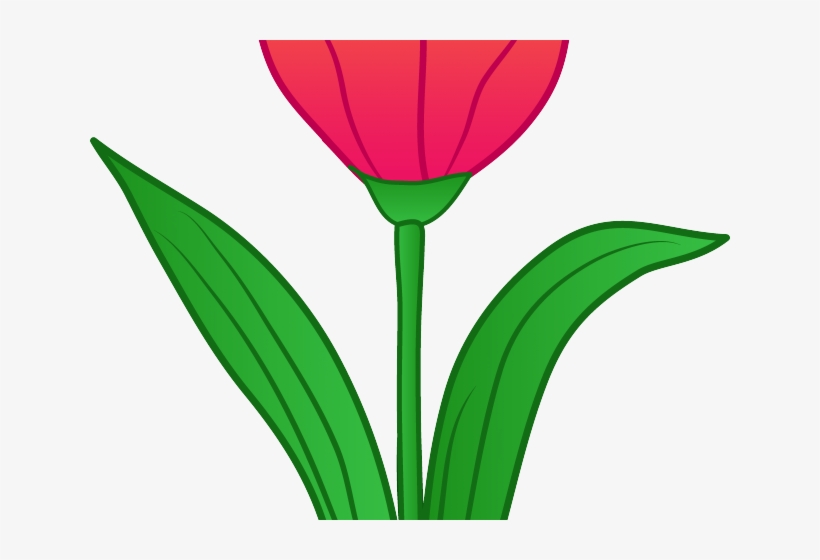Tulip Clipart Tulip Flower - Clip Art, transparent png #2178220